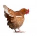 chicken%20white%20background.jpg