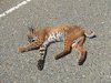 bobcat_6_2307_skaggs_springs_23__2_.jpg