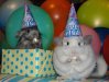happy birthday mice.jpg