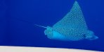 Eagle Ray - Caicos Adventures.jpg