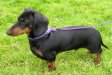 dachshund12.jpg