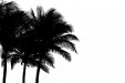 bigstock_Palm_Trees_1349057.jpg