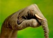 hand elephant.jpg