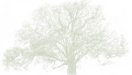 TB_Tree_Business_card.jpg