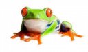 FrogPic.jpg