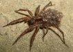 Wolf spider_mommy-746187.jpg