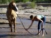 lead_a_horse_to_water.jpg