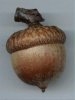 acorn good luck.jpg