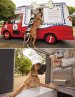 ice-truck_4-dogs.jpg