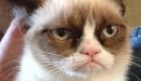 Grumpy-Cat-distressed.jpg
