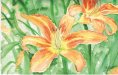 day lilies.jpg