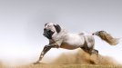 Pug-horse.jpg