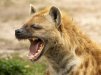 hyena pic.jpg