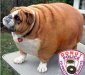 fat dog.jpg