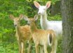 Deer Family copy.jpg