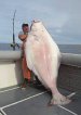 Fisherman opts to keep massive, 231-pound halibut.jpg