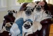 pileofpugs.jpg