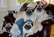 pileofpugs.jpg