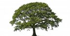 Specimen_Tree_Removal_Page.jpg