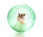 hamster-ball-exercise-time.jpg