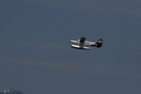 Canadian_Osprey