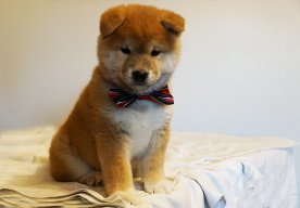 Fooroogelm