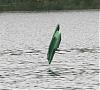 rcboats1