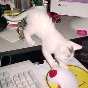 Cat and Mouse