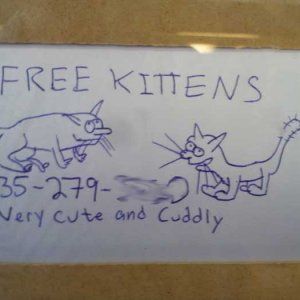 free kitties