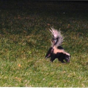 3leggedskunk