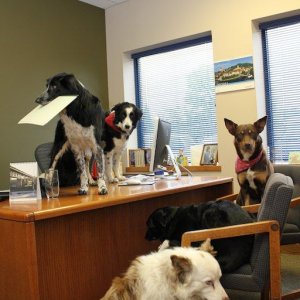 Dogs in the office