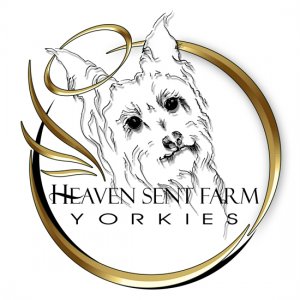 HEAVEN SENT Yorkies Logo Design