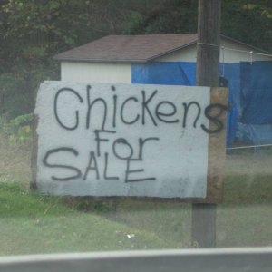 Chicken (s)