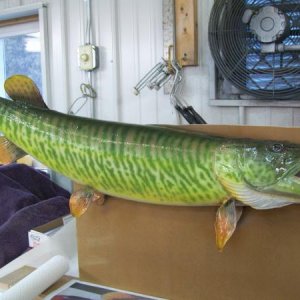 airbrushed tiger muskie