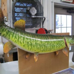 airbrushed tiger muskie 2