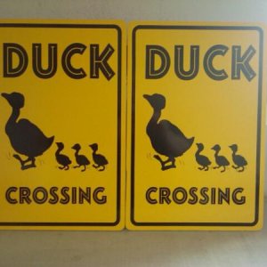 Duck Xing