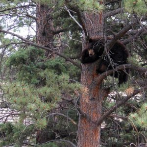 Bear2
