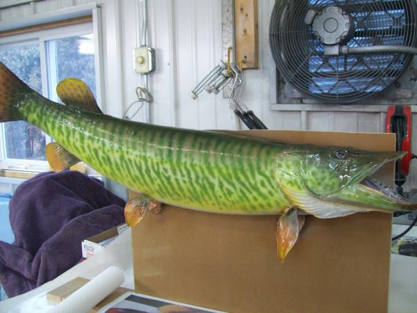 airbrushed tiger muskie