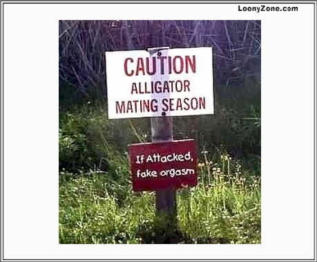 Alligator Mating Season