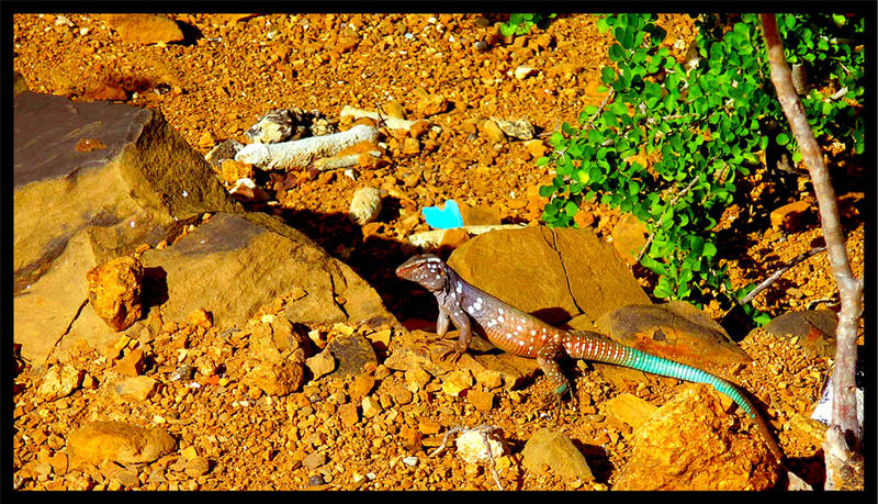 Bonaire vacation photo / Photoshop enhanced