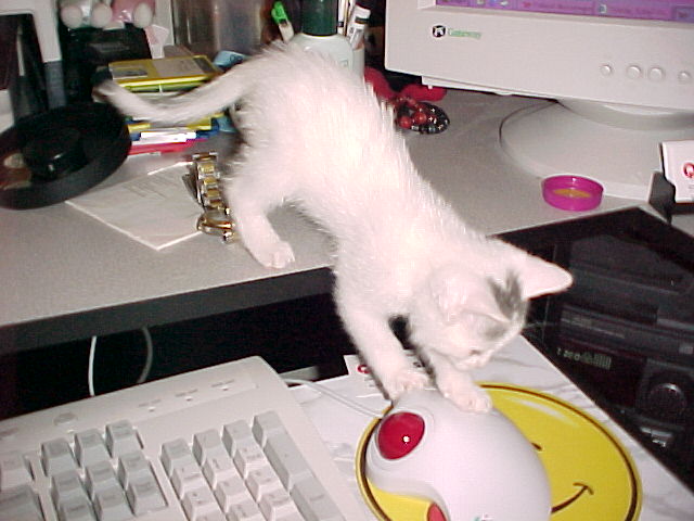 Cat and Mouse