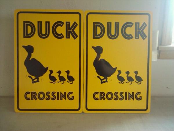 Duck Xing